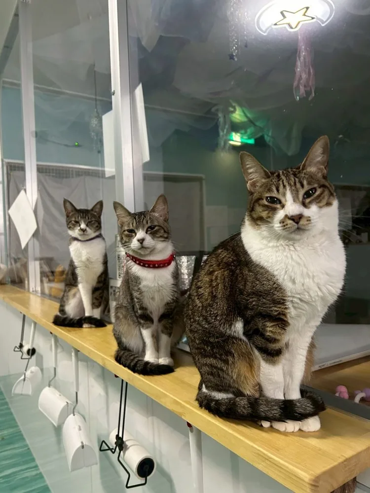 棚に並んでくつろぐ保護猫たち
