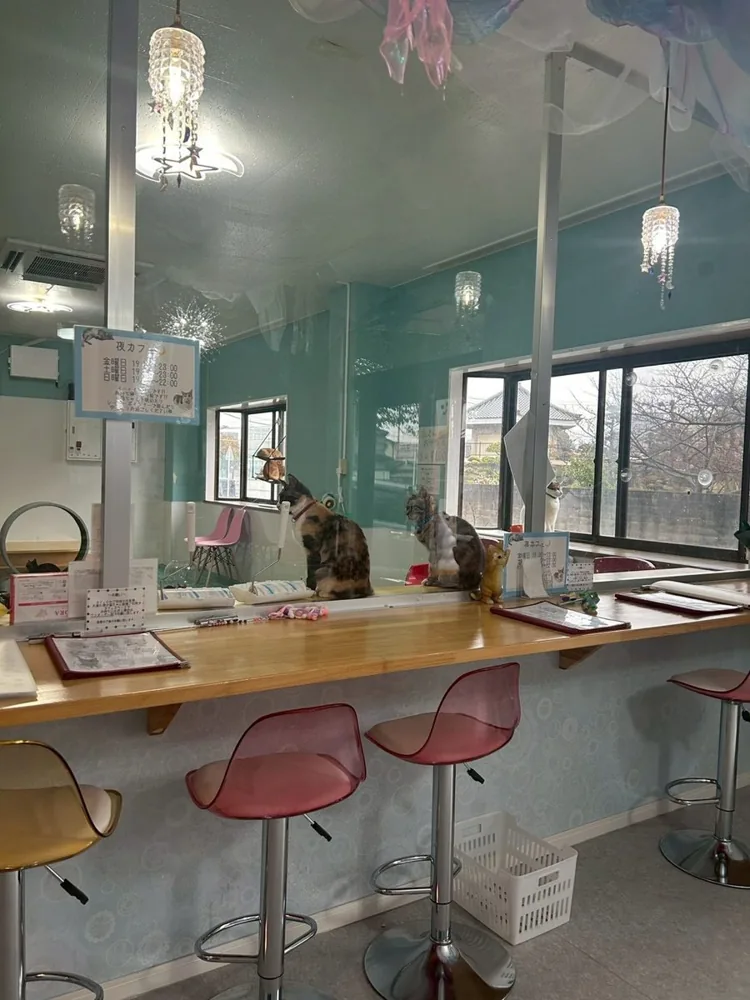 洋服を着た看板猫