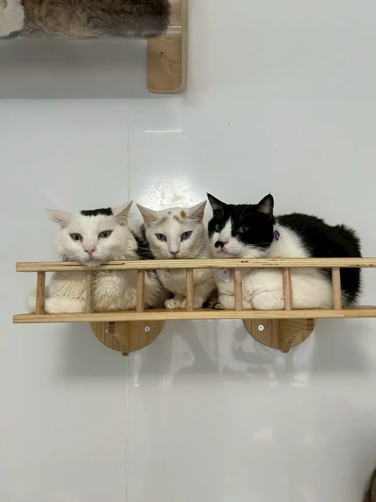 キャットステップで休む保護猫たち