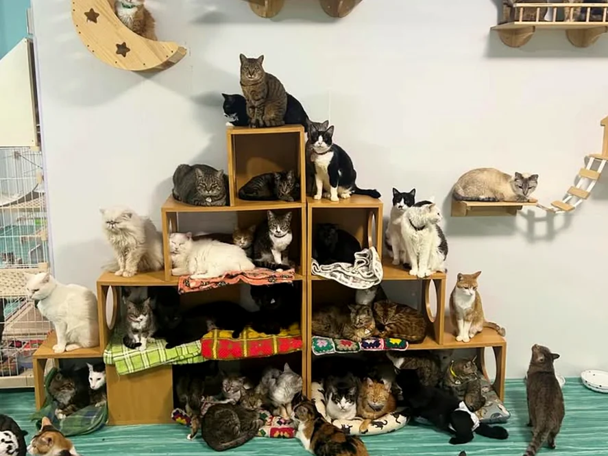 新しい家族を待つ、ぷここん家の保護猫