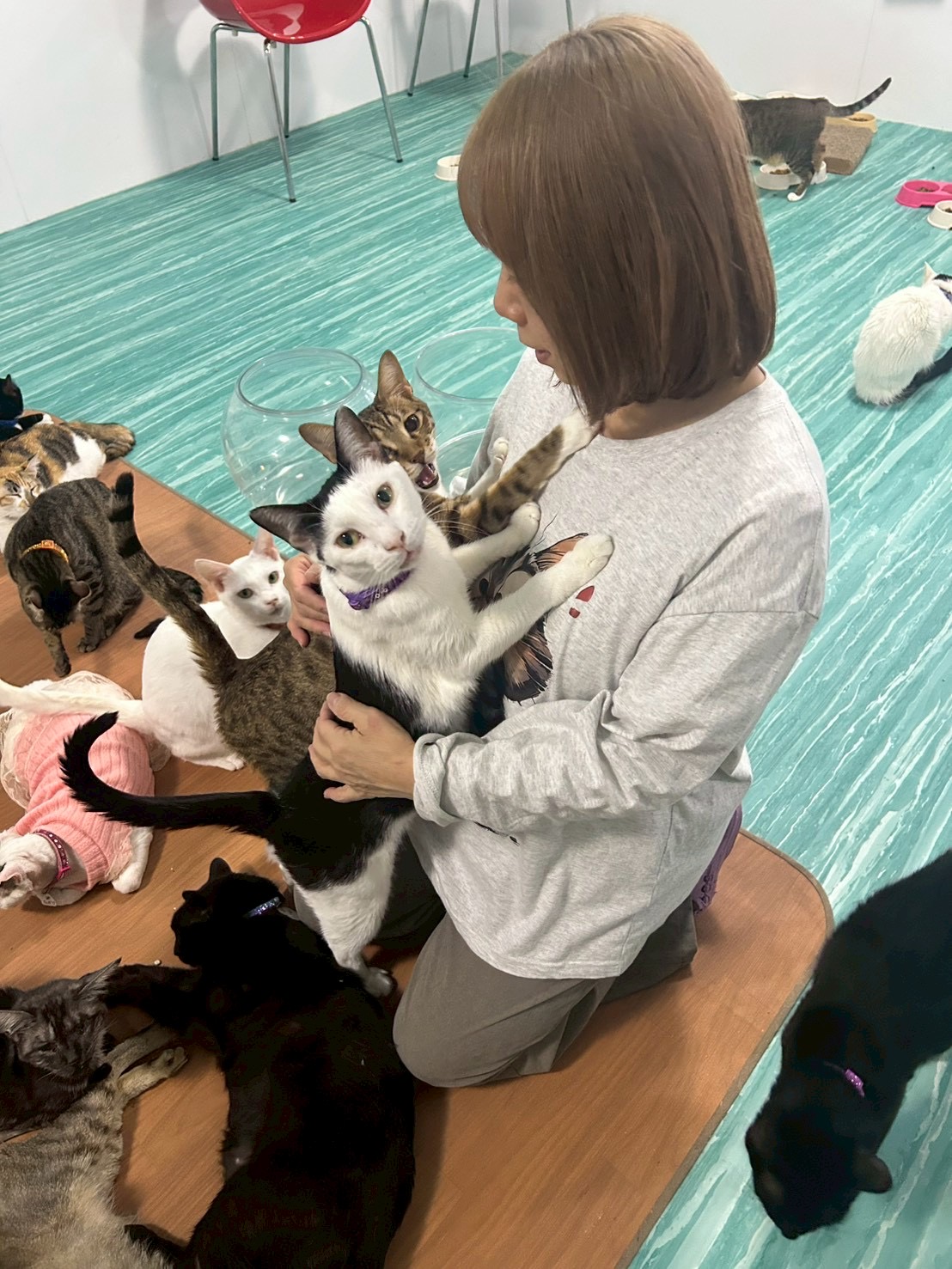 猫たちに囲まれる店内の様子