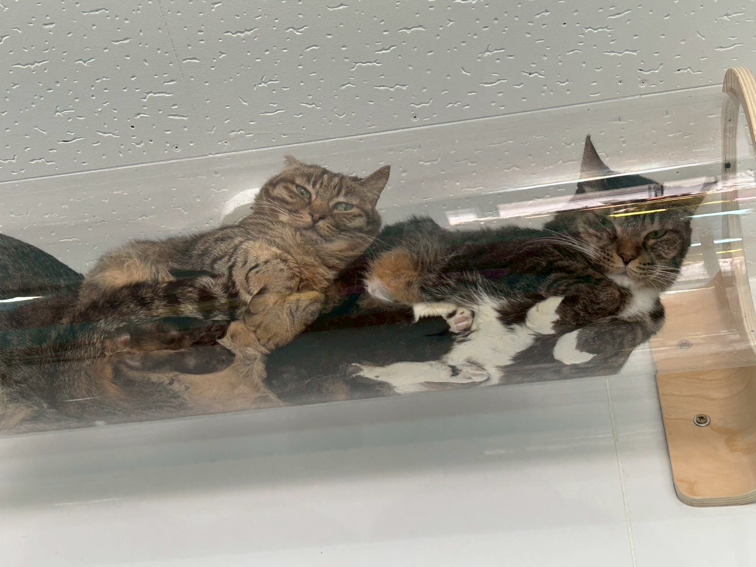 透明キャットウォーク